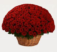 251 Премиум красная роза в Тучково Премиум букет из: Розы в Тучково